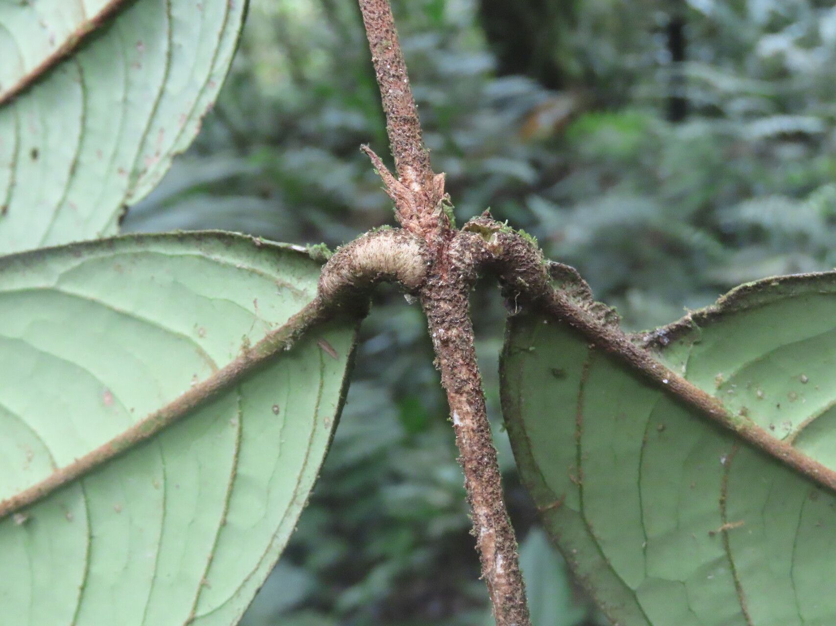 Eugenia magniflora — houseplant care guide