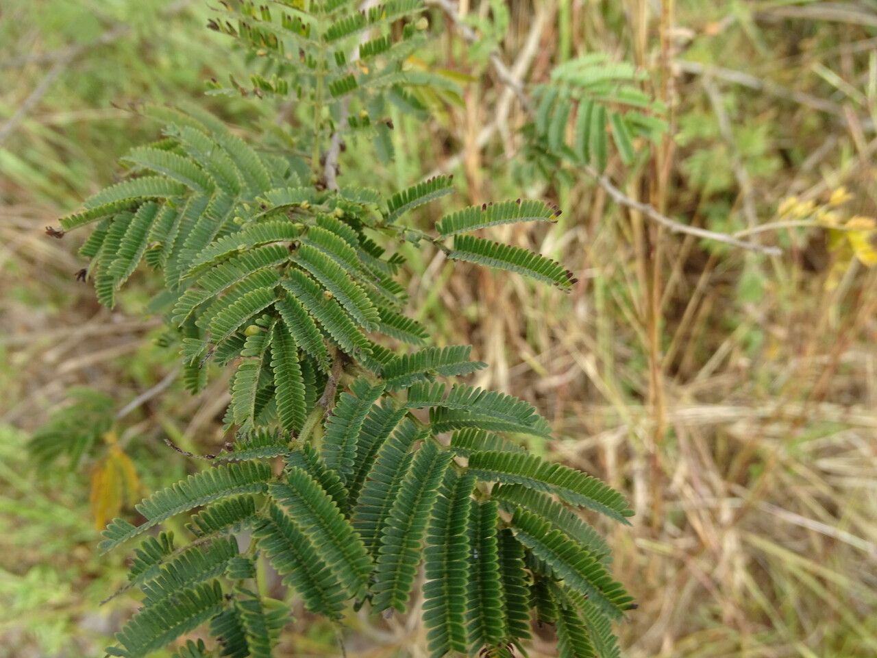Dichrostachys cinerea — search result for 'Acacia'