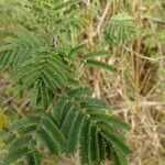 Dichrostachys cinerea