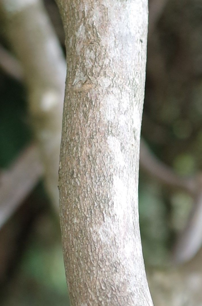 Rhododendron cuneatum bark