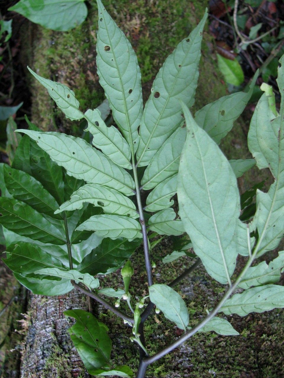 Solanum trizygum — houseplant care guide