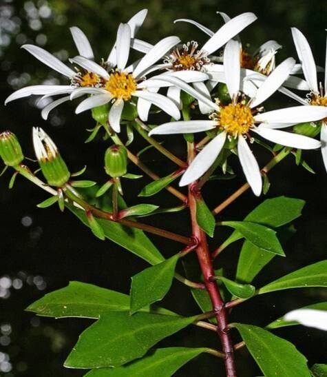 Urostemon kirkii flower