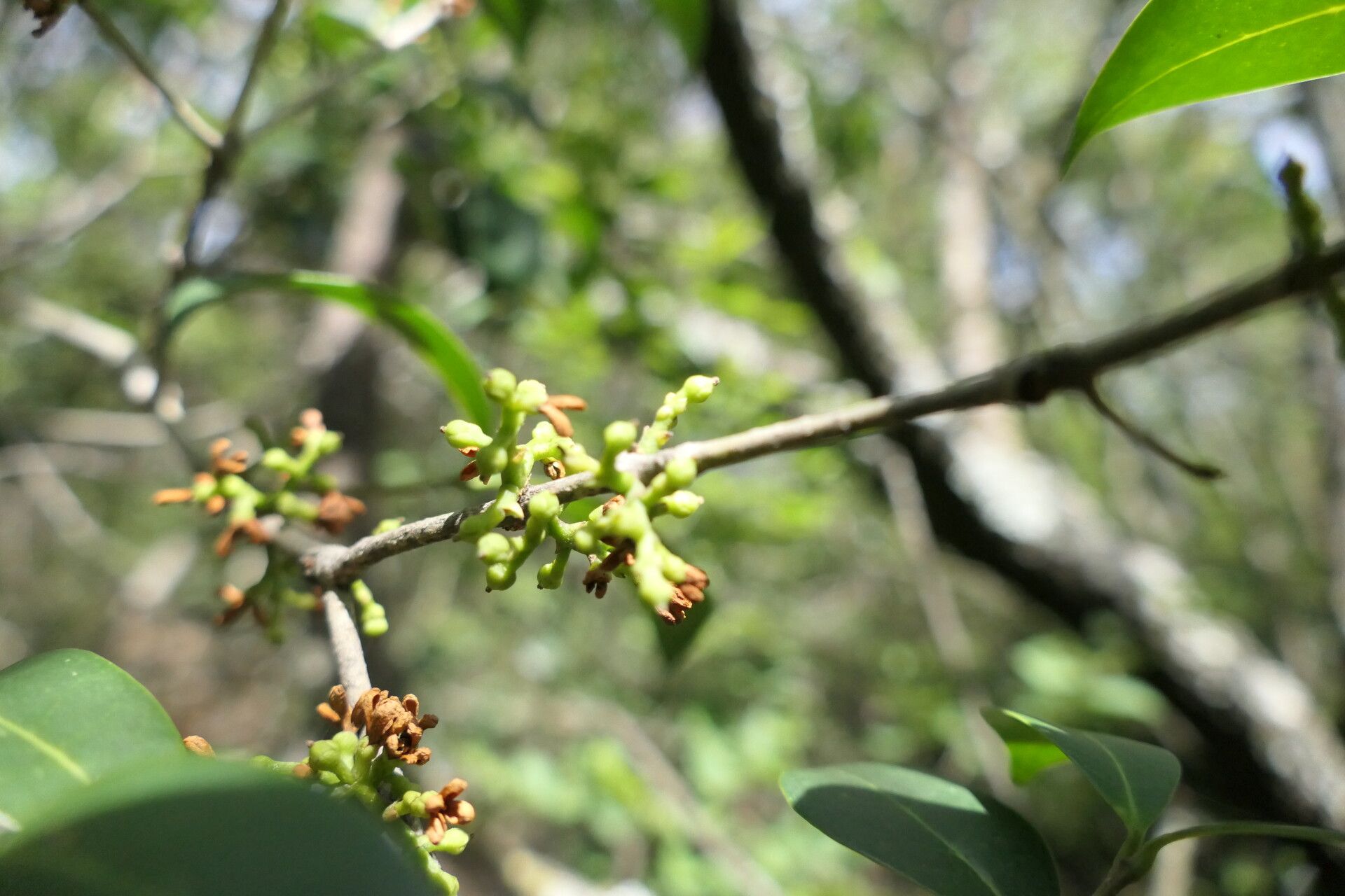 Pterocelastrus echinatus flower