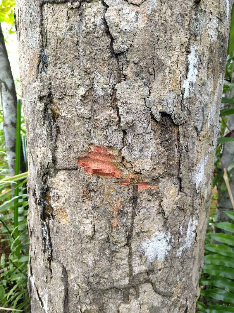 Pachylobus klaineanus bark