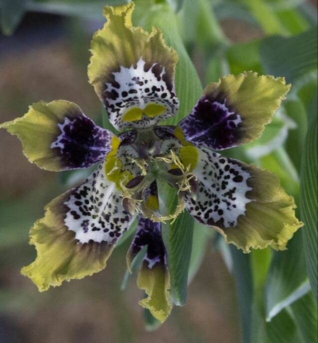 Ferraria densepunctulata — related species from the same genus