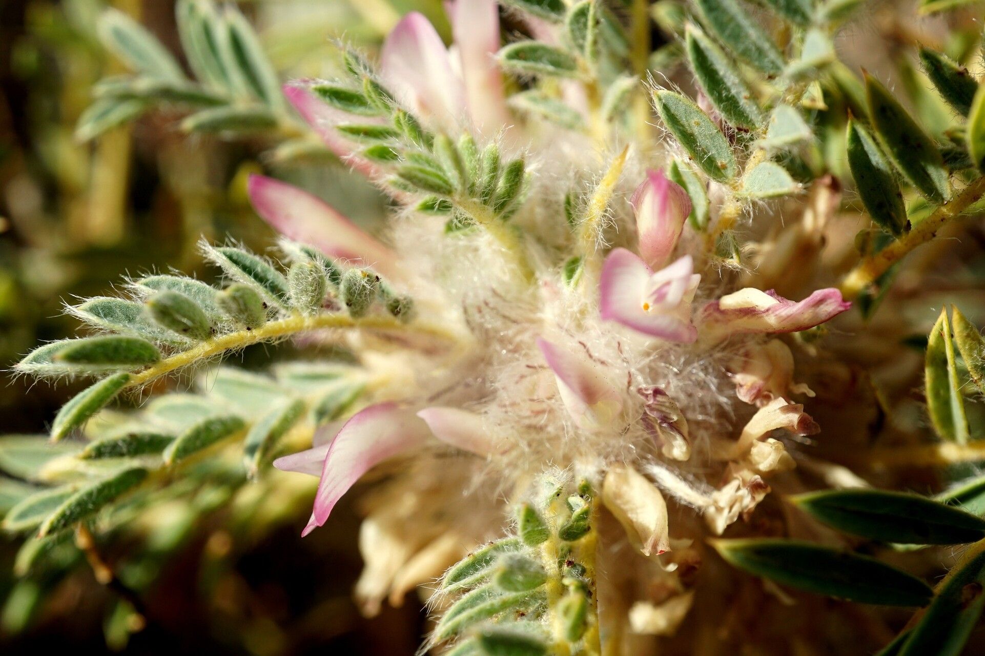 Astragalus thracicus flower