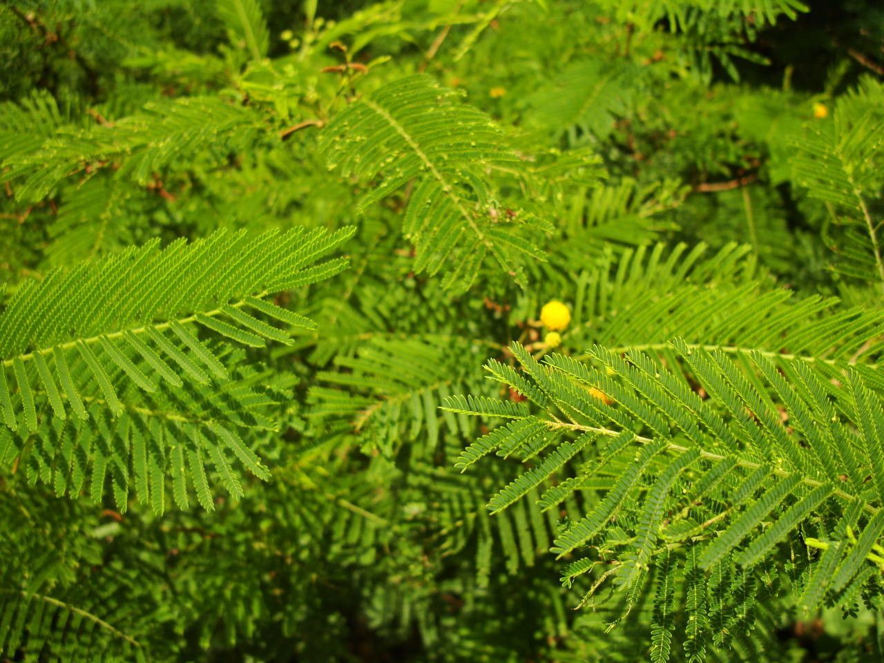 Acacia macracantha — search result for 'Vachellia'
