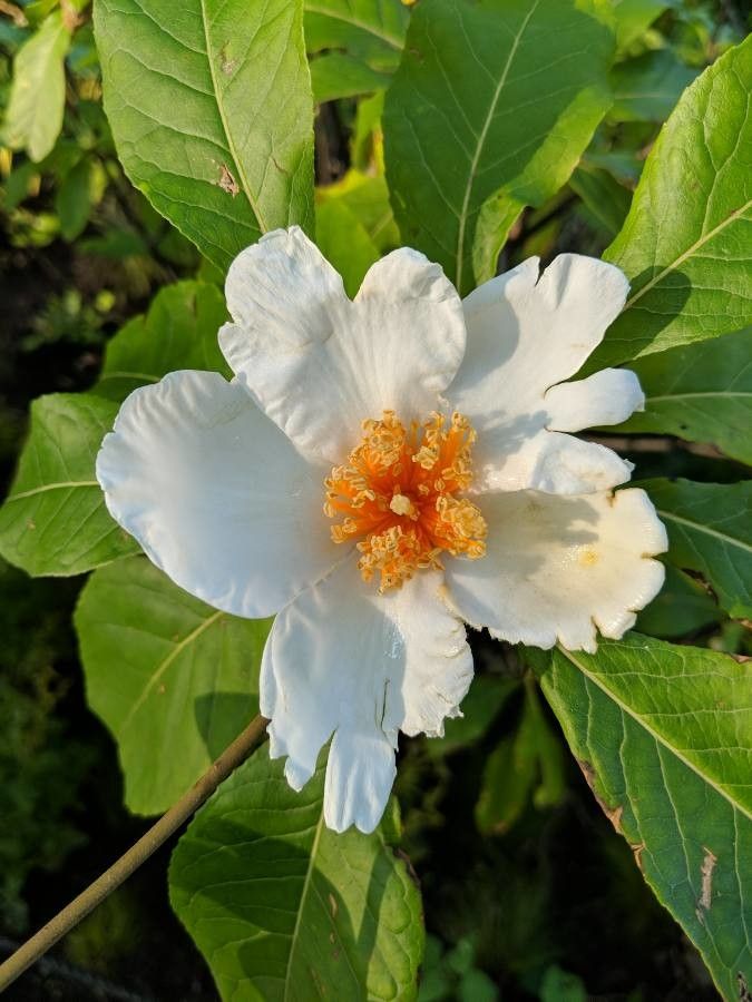 Franklinia alatamaha flower