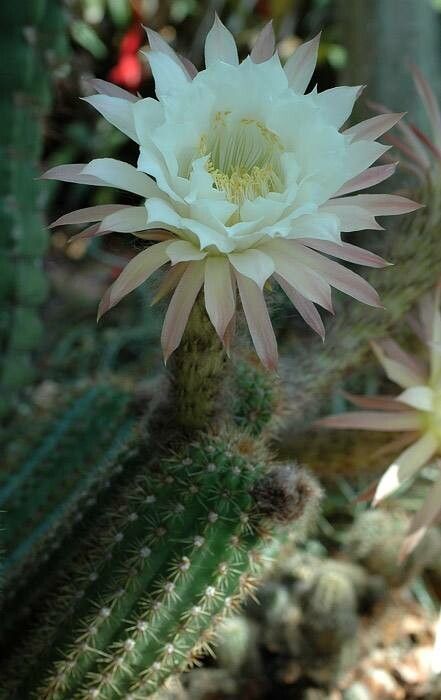 Echinopsis lamprochlora — search result for 'Echinopsis'