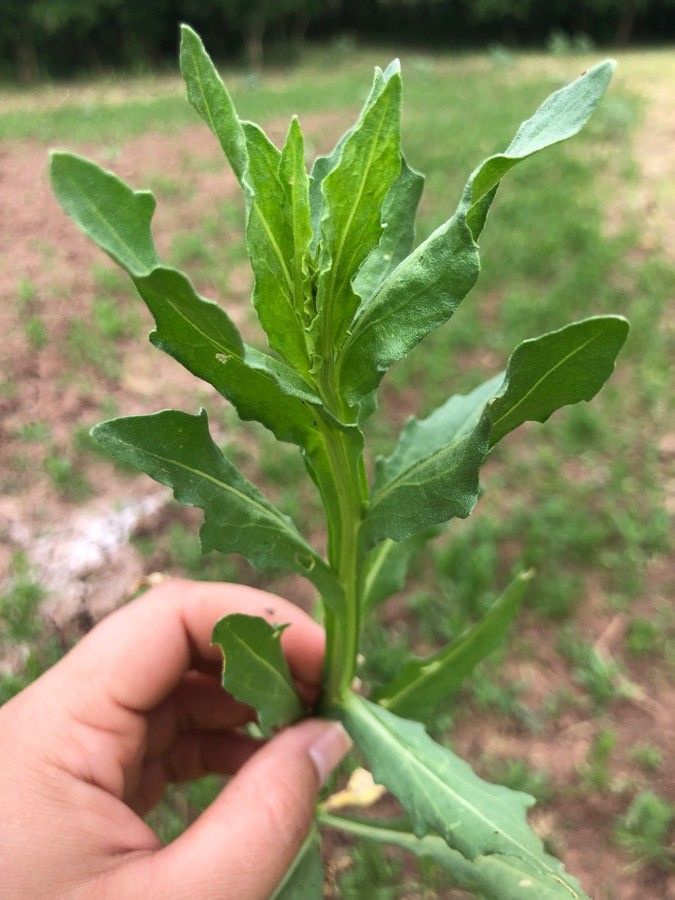 Helenium microcephalum — search result for 'Perennial or annual herb'