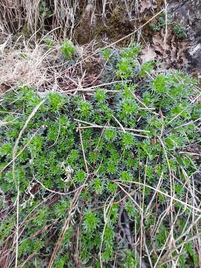 Saxifraga x arendsii habit