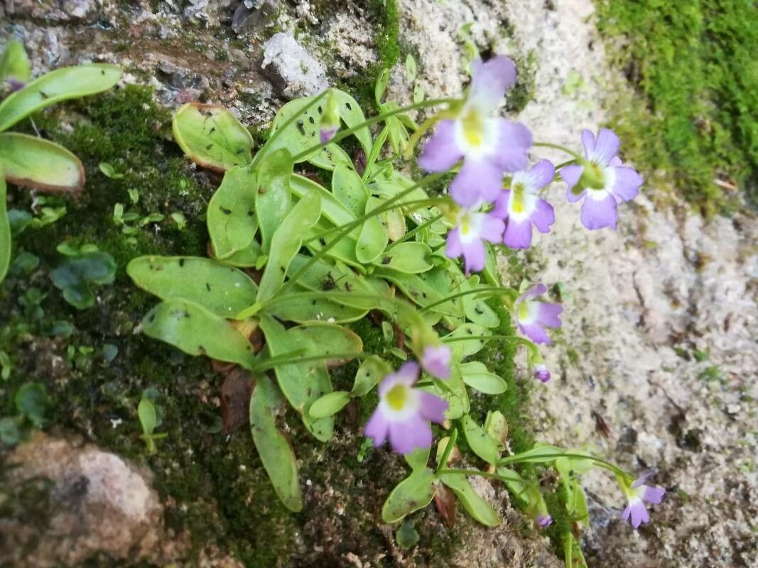 Pinguicula hirtiflora — houseplant care guide