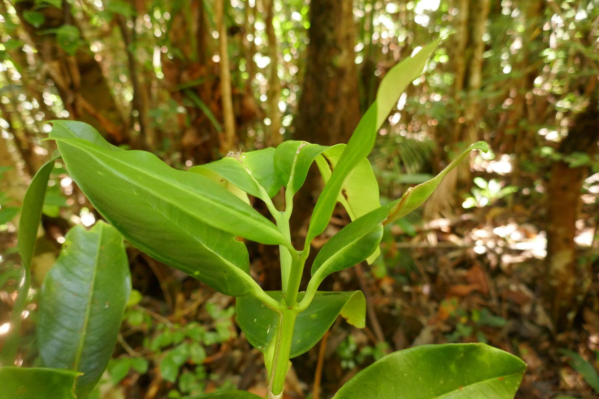 Tabernaemontana retusa — houseplant care guide