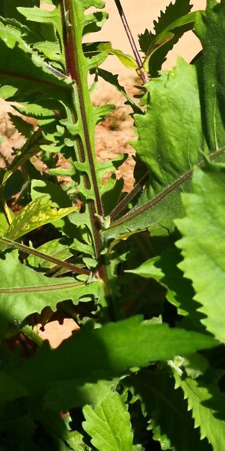 Laggera crispata bark