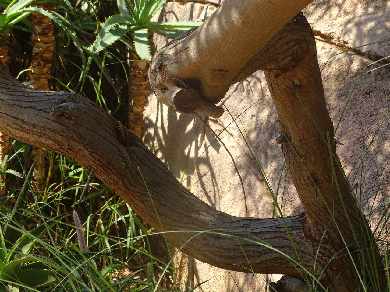 Acacia melanoxylon bark