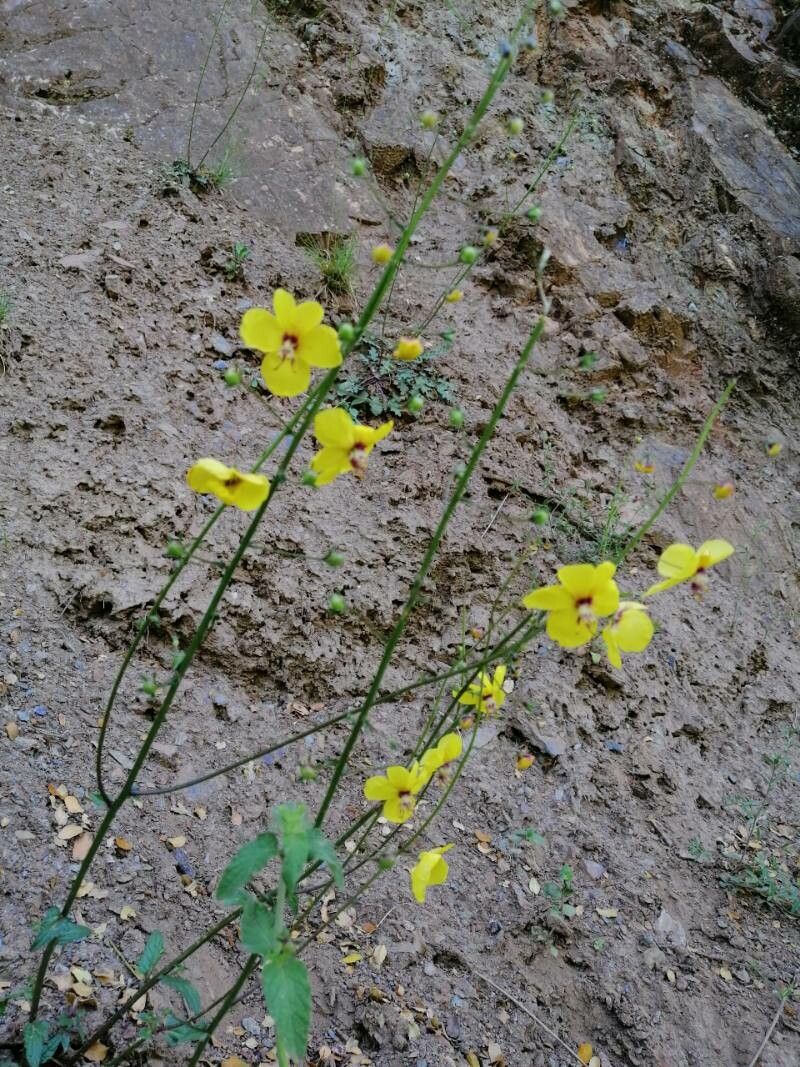Verbascum graecum — search result for 'Verbascum'