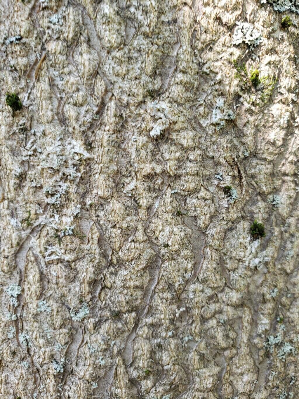 Platyosprion platycarpum bark