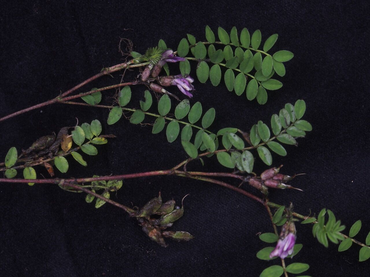 Astragalus sikkimensis — houseplant care guide