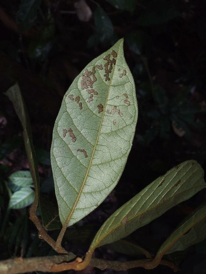 Annona ambotay — related species from the same genus