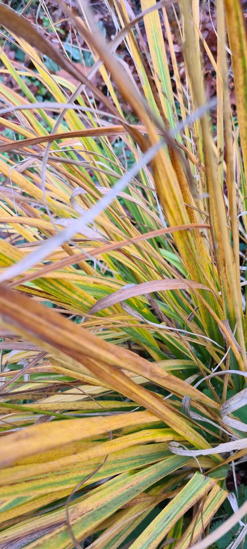 Aciphylla aurea leaf