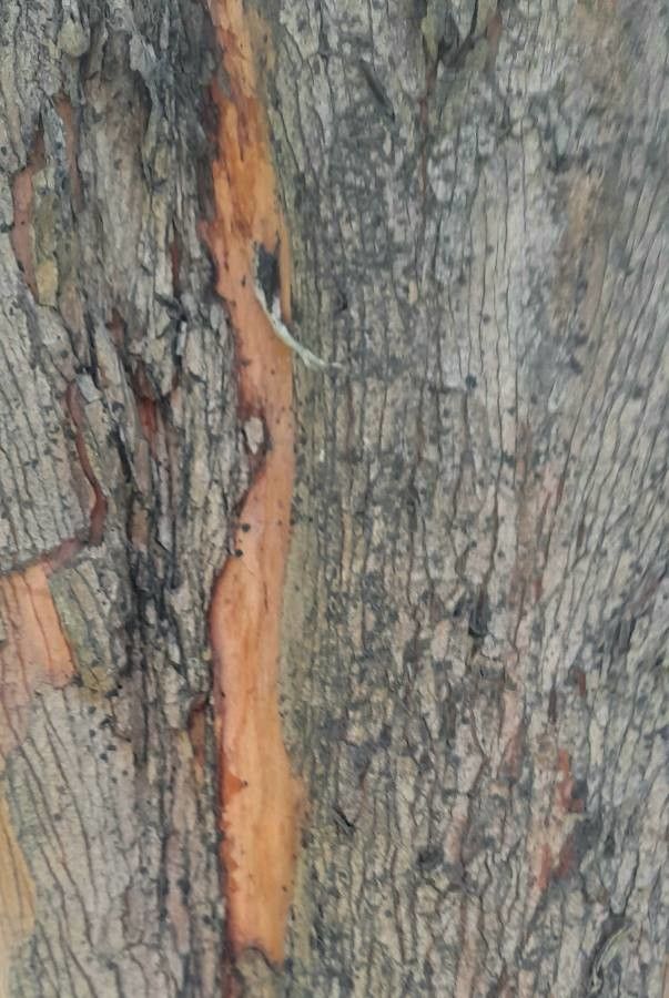 Eugenia pyriflora bark