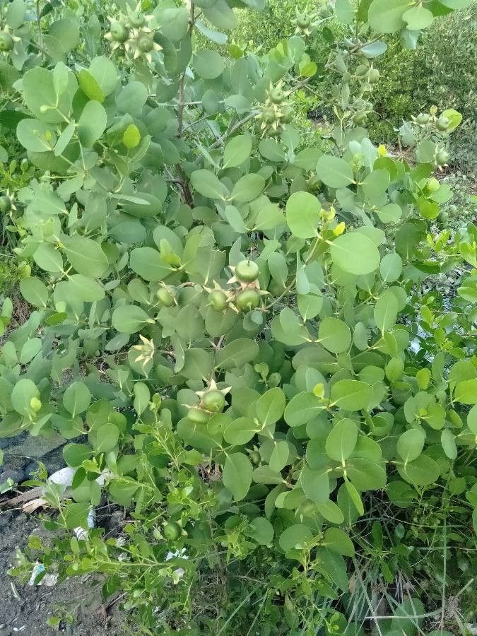 Sonneratia caseolaris habit