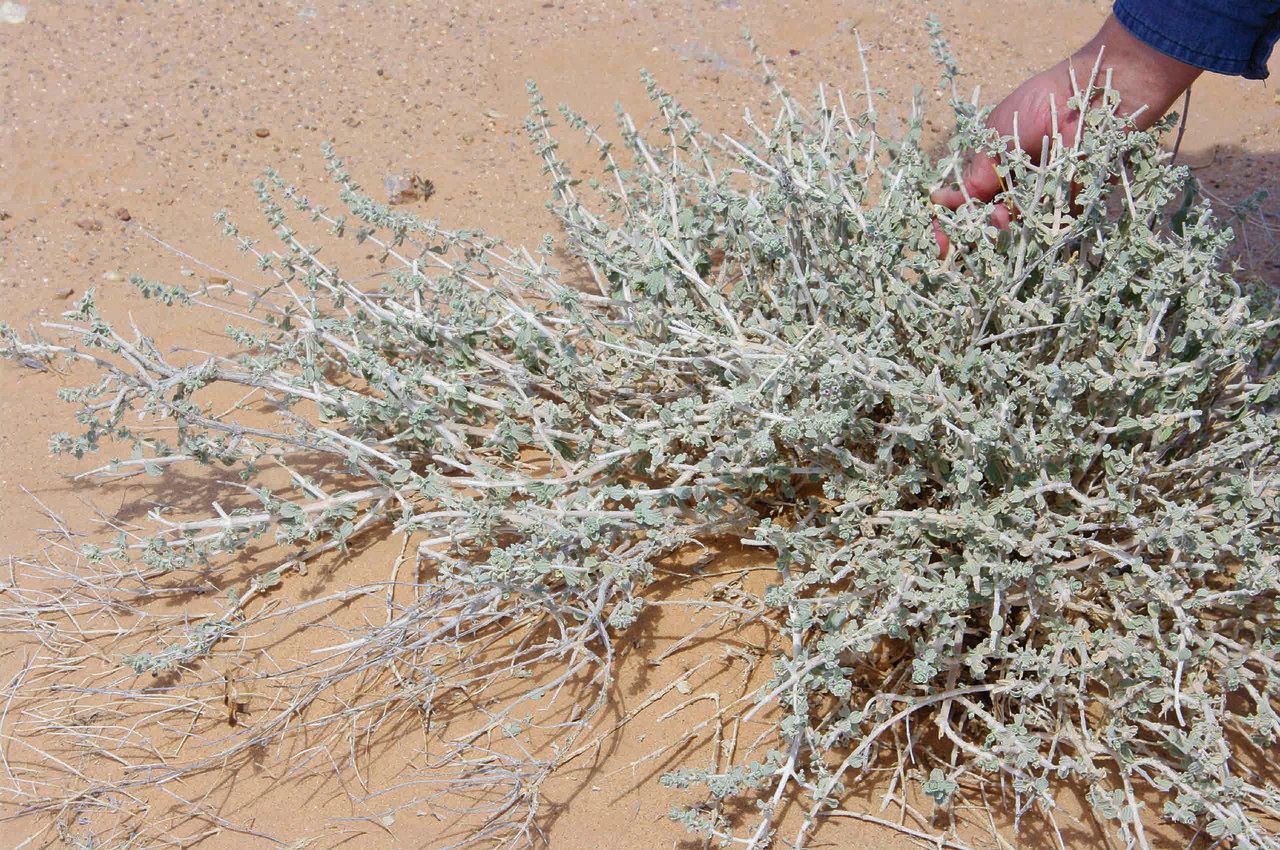 Marrubium deserti habit