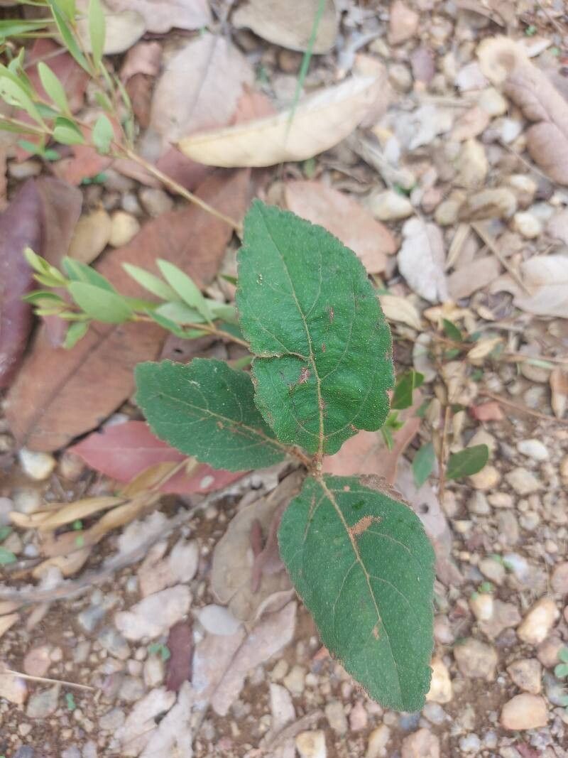 Croton antisyphiliticus — houseplant care guide