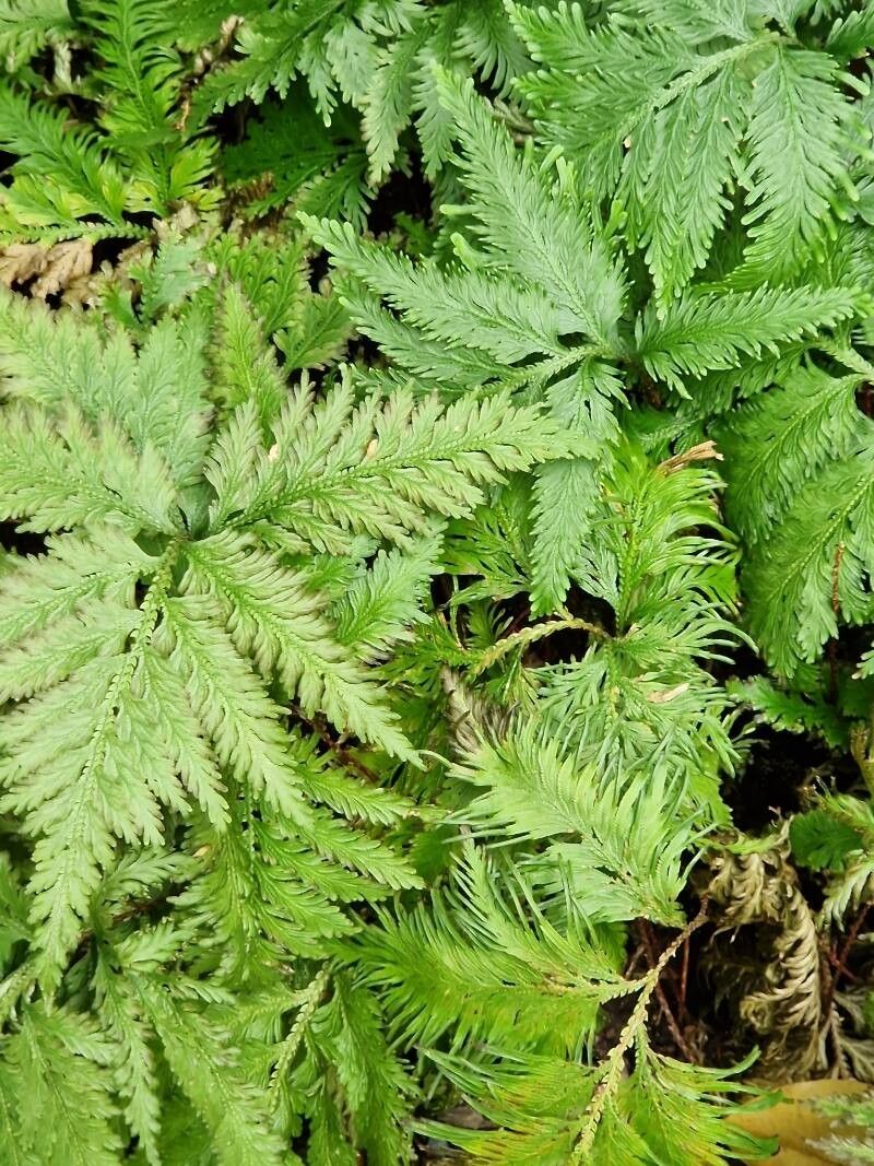 Selaginella anceps leaf