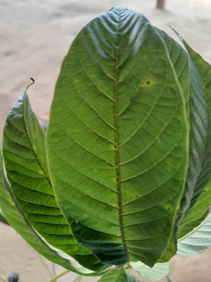 Vitex rivularis — search result for 'Vitex'