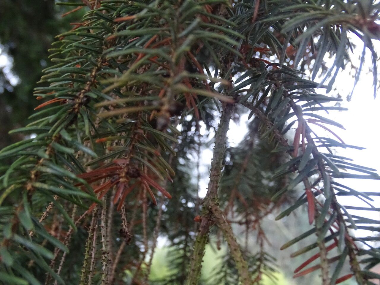 Picea koyamae bark