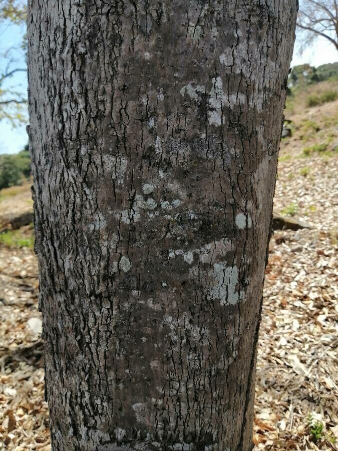 Cordia gerascanthus bark