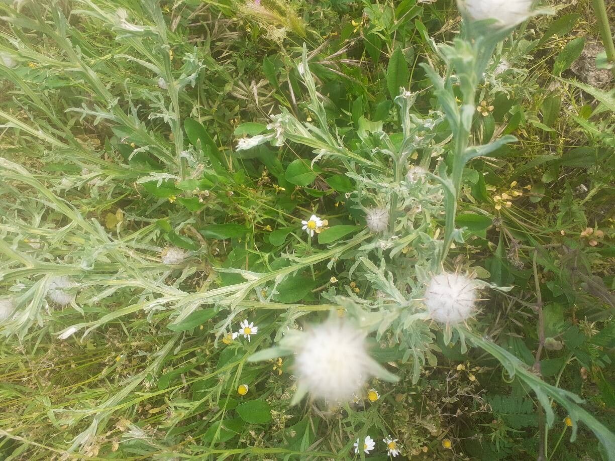 Centaurea × aellenii — houseplant care guide