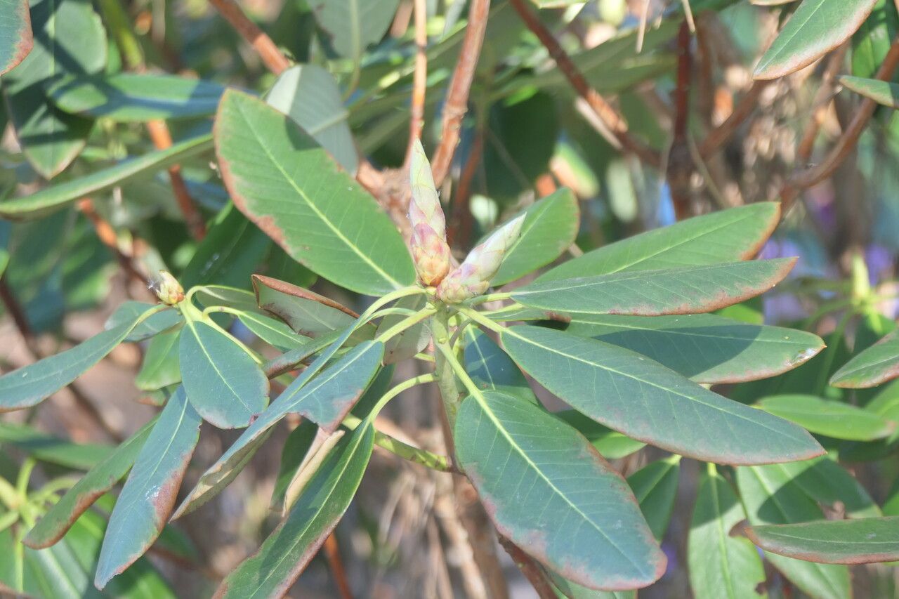 Rhododendron fortunei — houseplant care guide