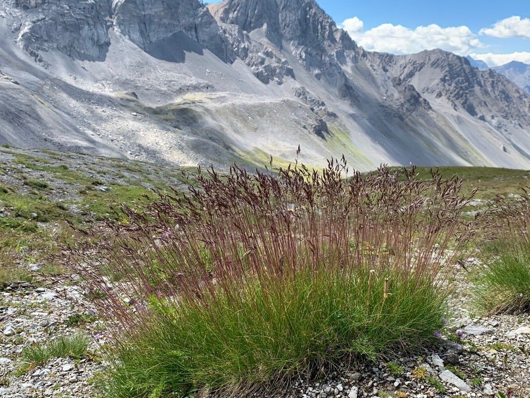 Festuca violacea flower