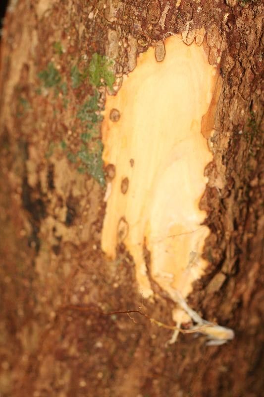 Eschweilera decolorans other