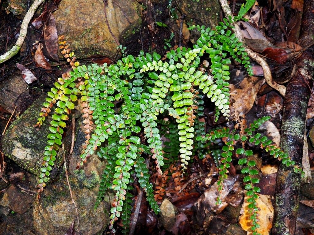Adiantum fournieri habit