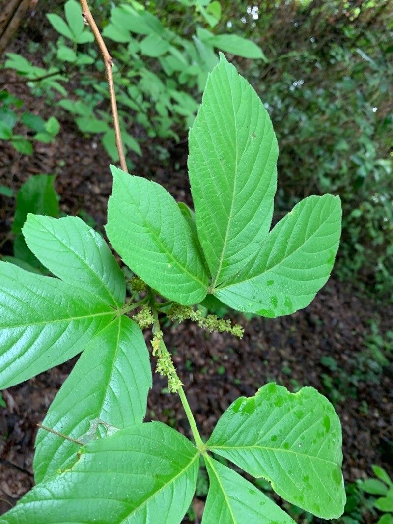 Allophylus racemosus — houseplant care guide