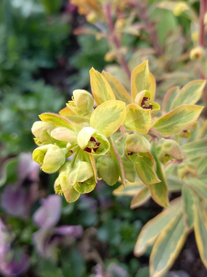 Euphorbia x martinii flower
