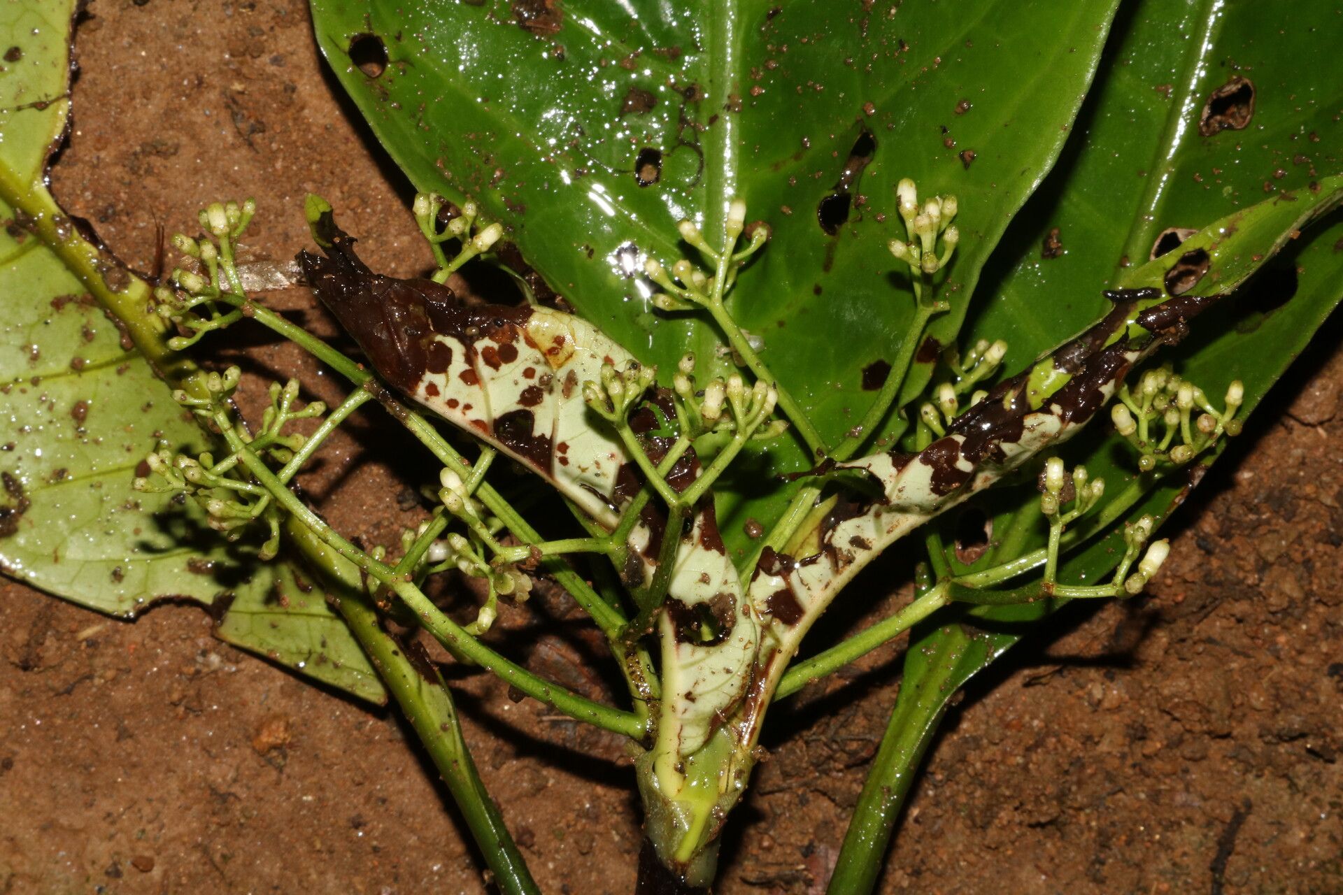 Psychotria lucens flower