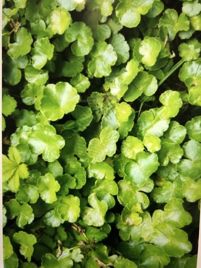 Hydrocotyle ranunculoides flower