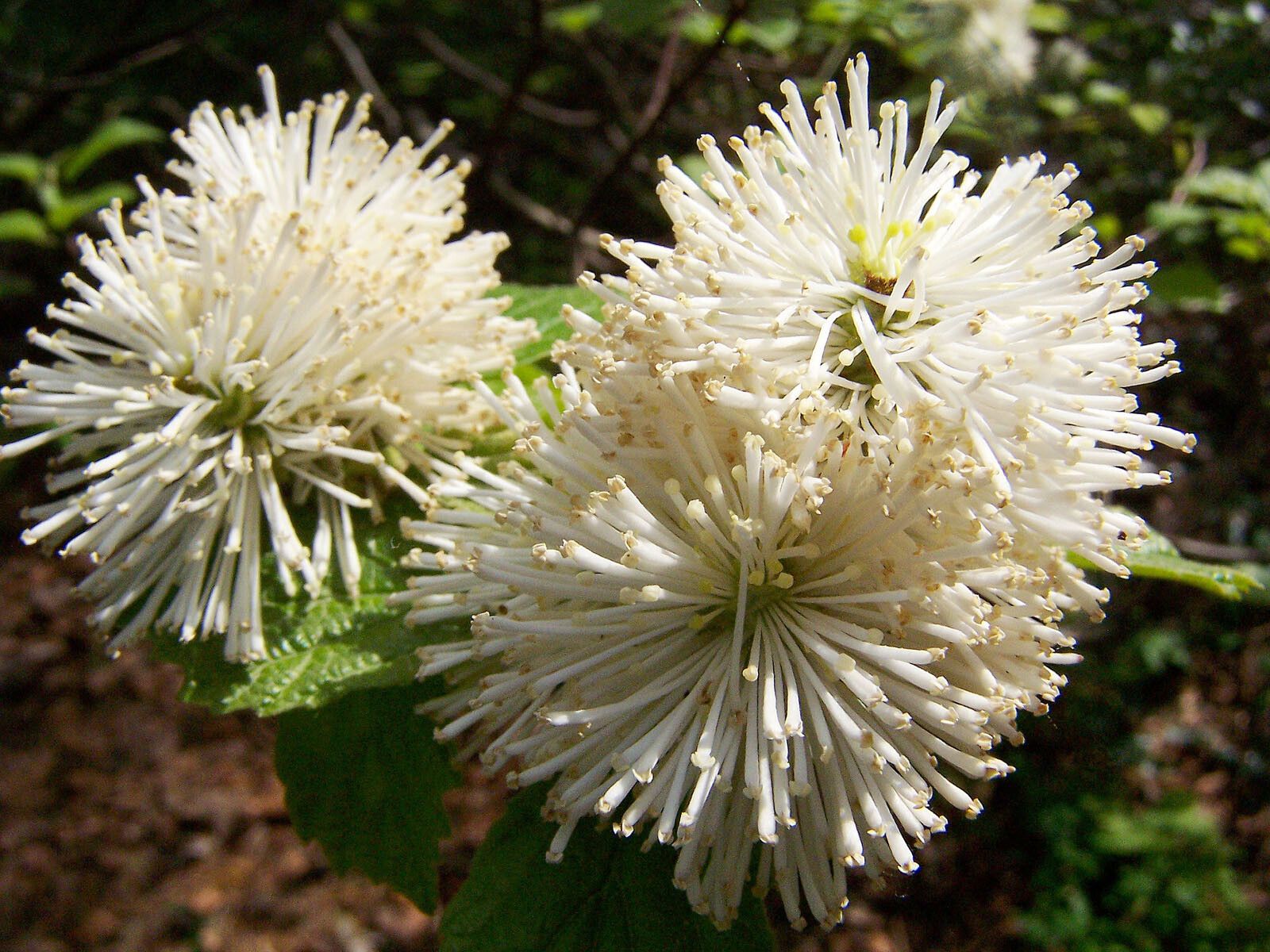 Fothergilla latifolia flower