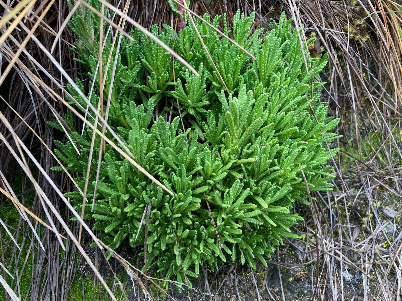 Bartsia pedicularoides habit