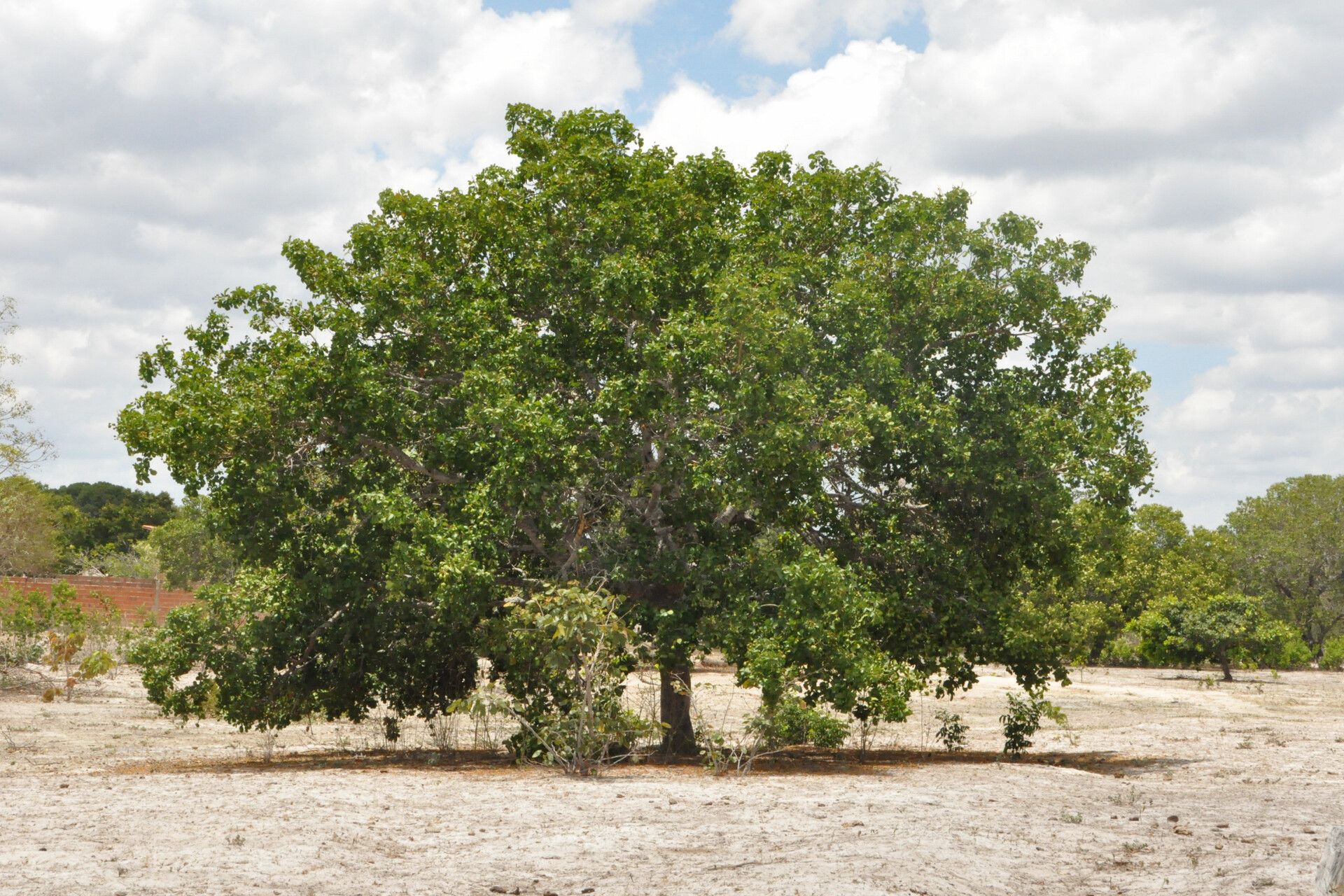 Caryocar coriaceum habit