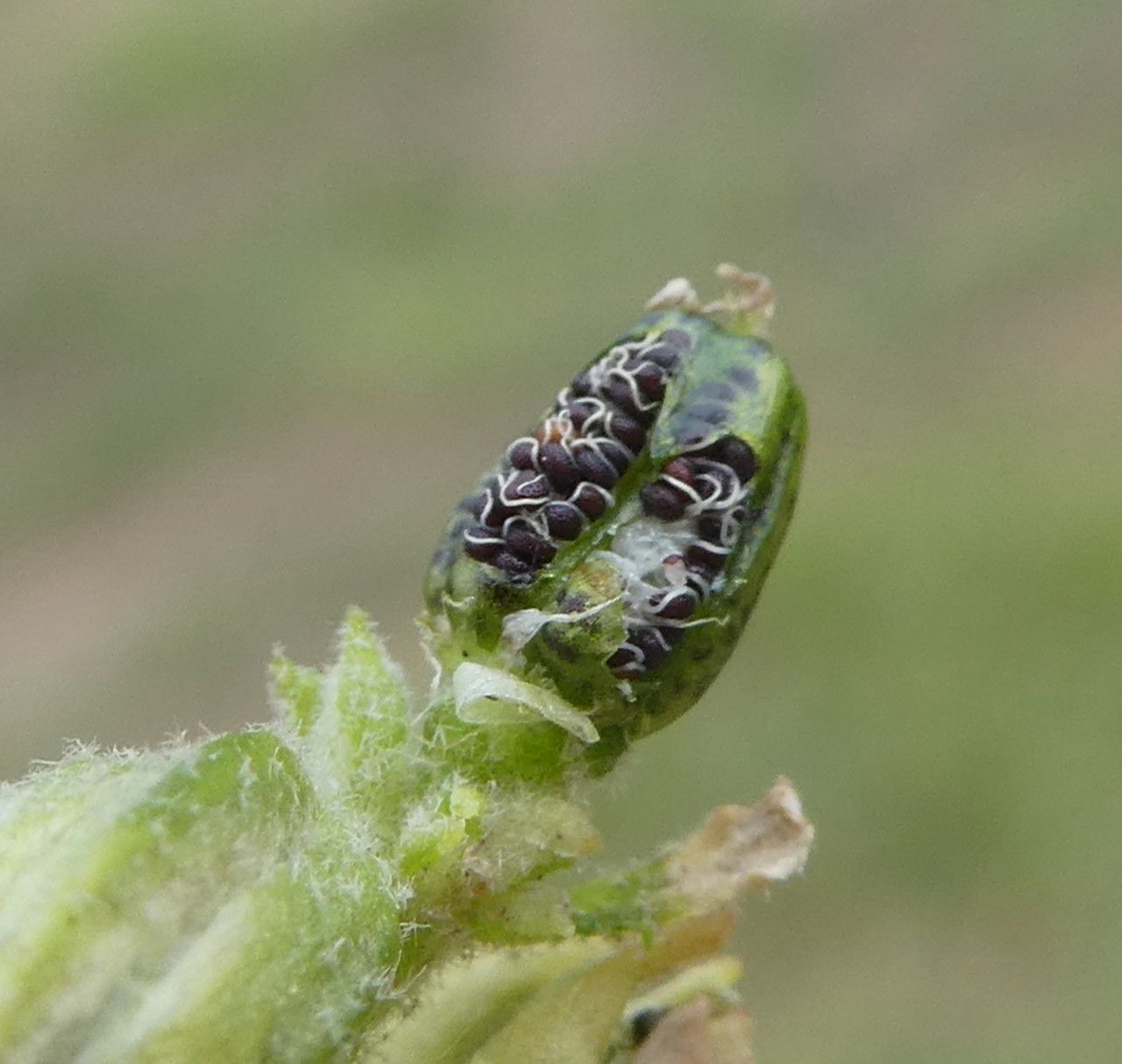 Glinus lotoides fruit