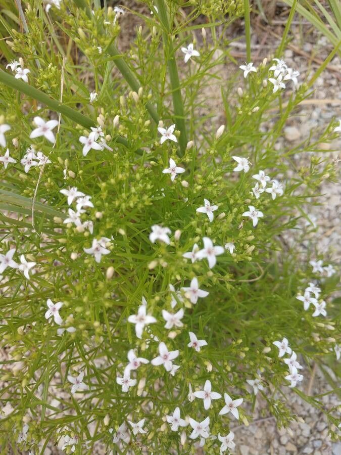 Stenaria nigricans leaf
