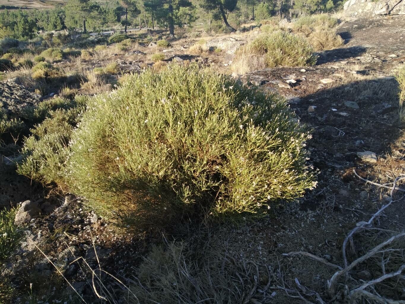 Genista iberica — search result for 'Genista'