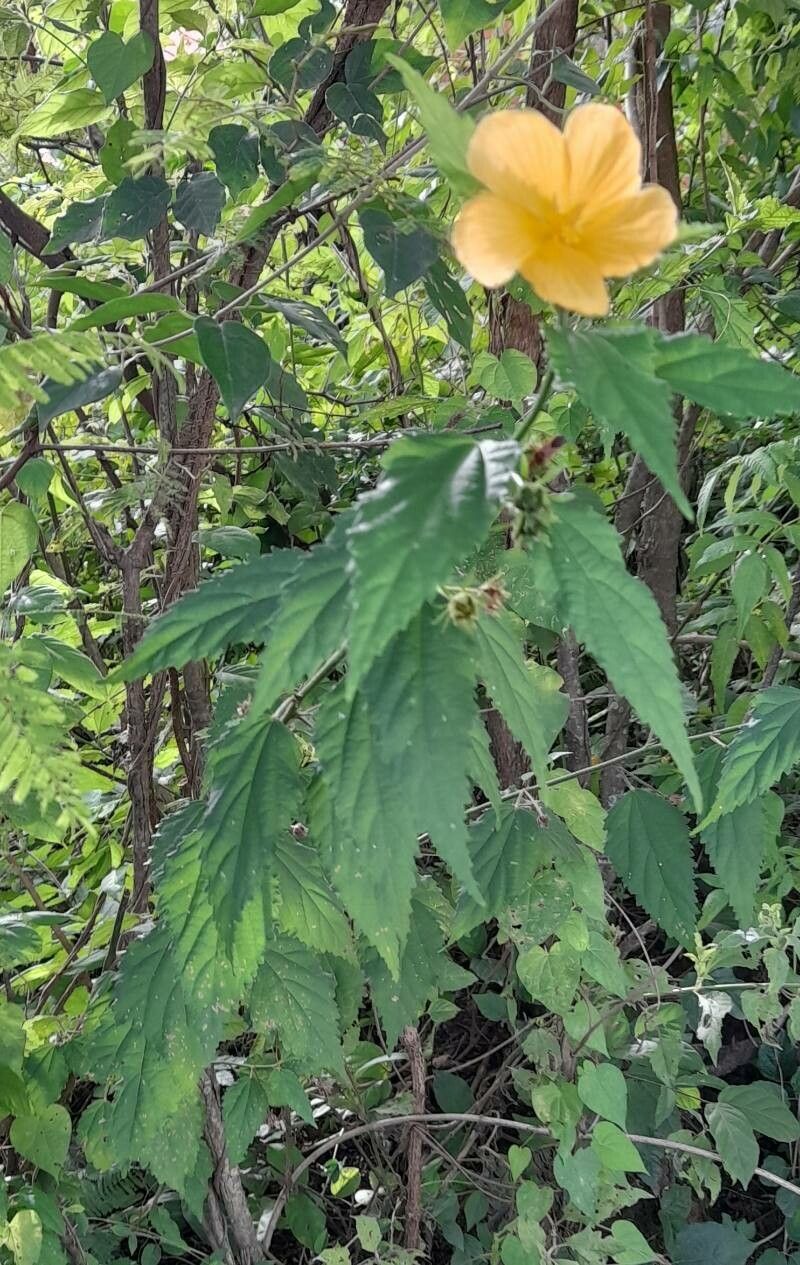 Pavonia sepioides habit