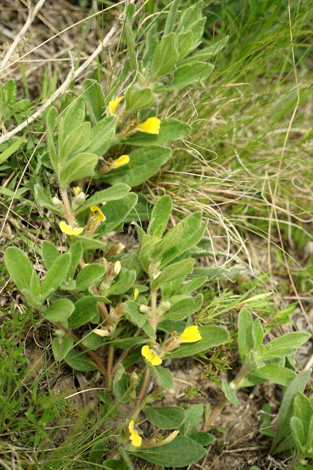 Ajuga salicifolia — search result for 'Ajuga'
