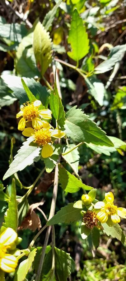 Calea pinnatifida other